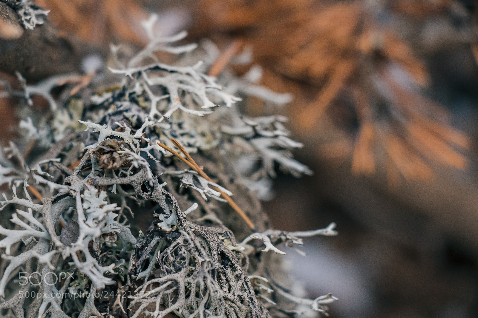 Canon EOS 77D (EOS 9000D / EOS 770D) sample photo. Abstract nature 2 photography