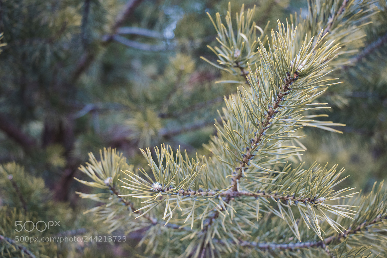 Canon EOS 77D (EOS 9000D / EOS 770D) sample photo. Pine trees photography