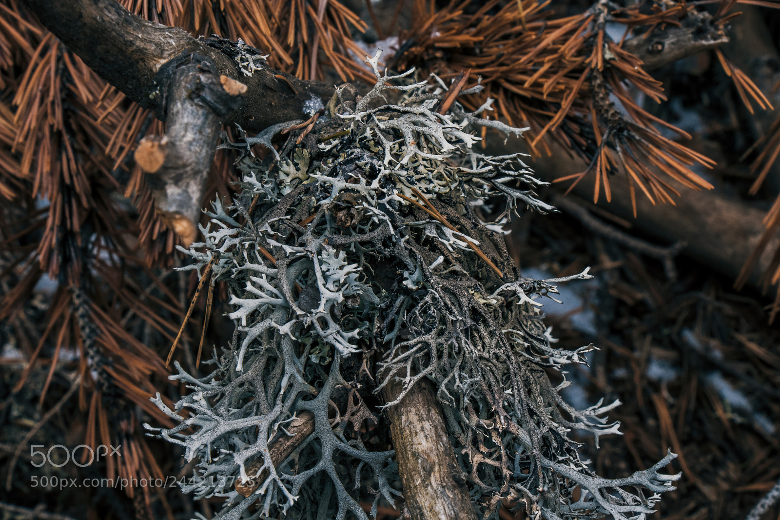 Canon EOS 77D (EOS 9000D / EOS 770D) sample photo. Abstract nature photography