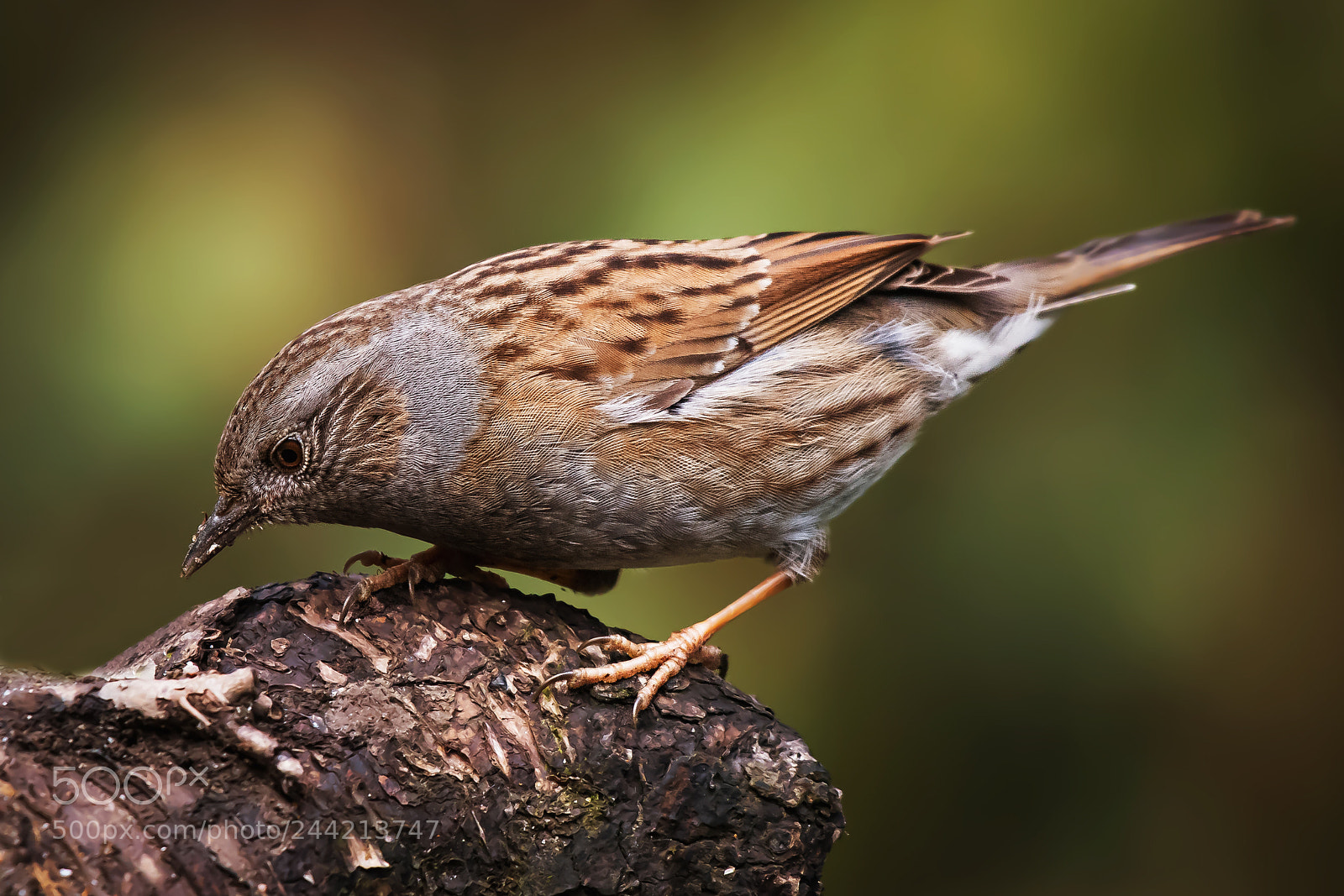 Nikon D500 sample photo. Dunnock (prunella modularis) photography
