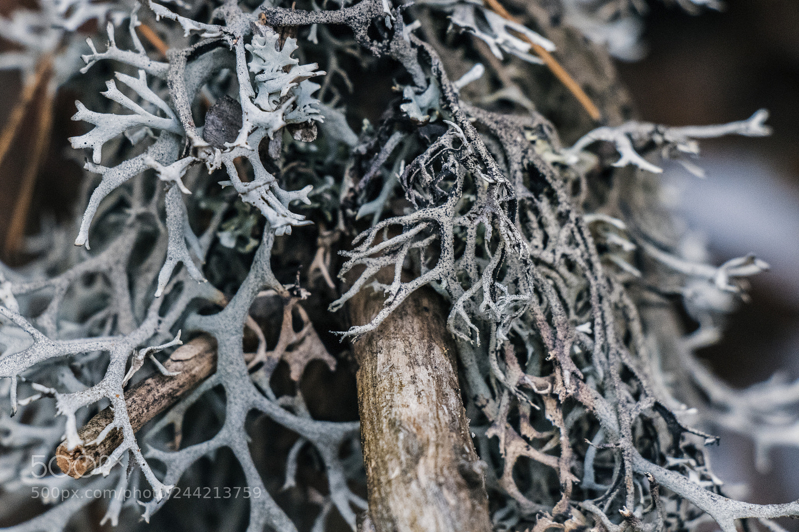 Canon EOS 77D (EOS 9000D / EOS 770D) sample photo. Abstract nature 3 photography
