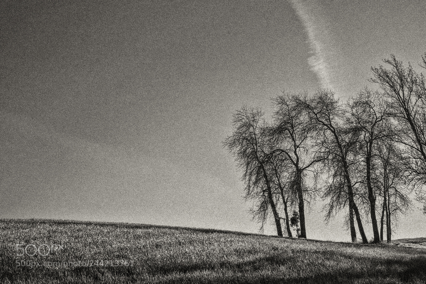 Fujifilm X-T1 sample photo. Arriba las ramas photography