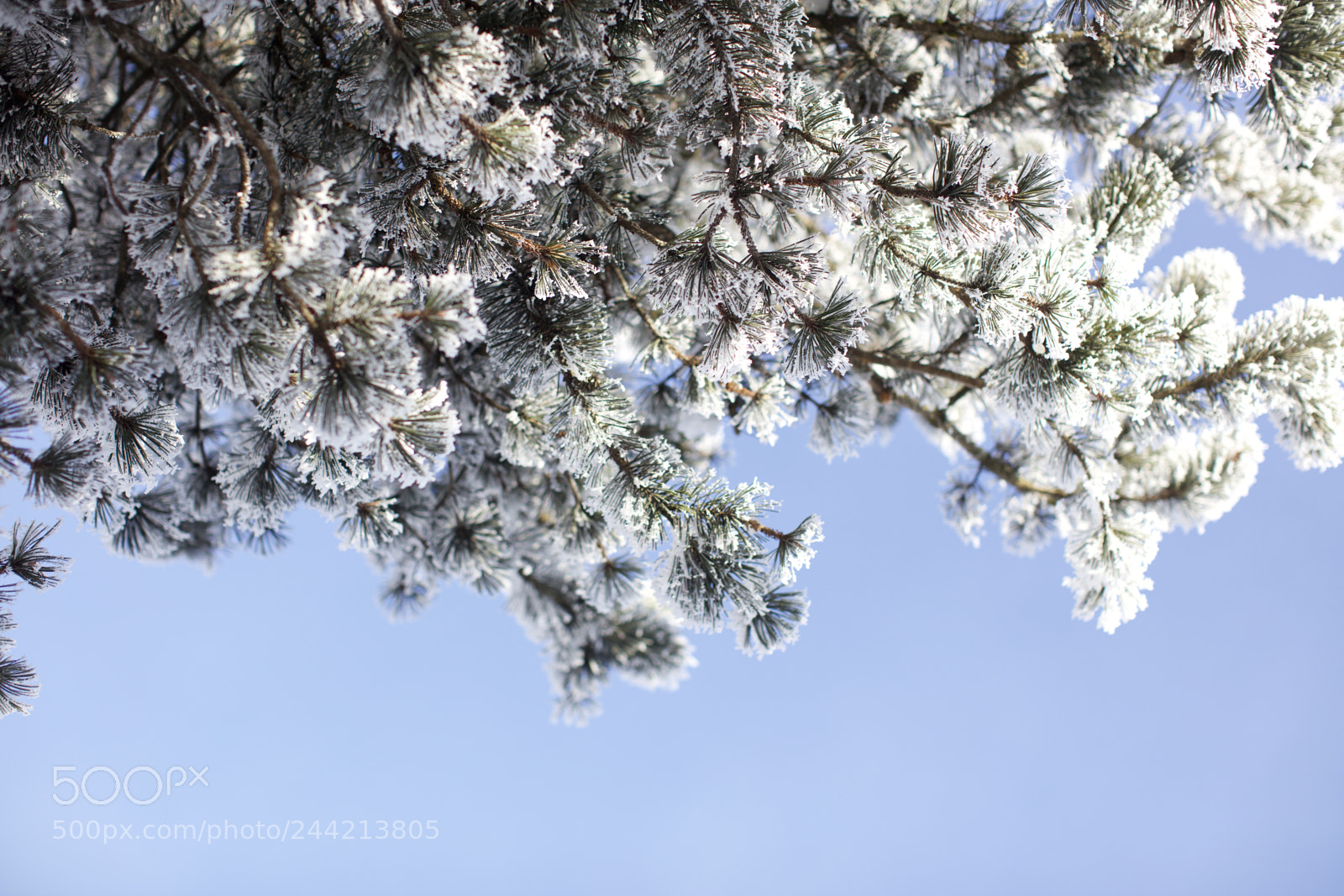 Canon EOS 5DS sample photo. A tree and the photography