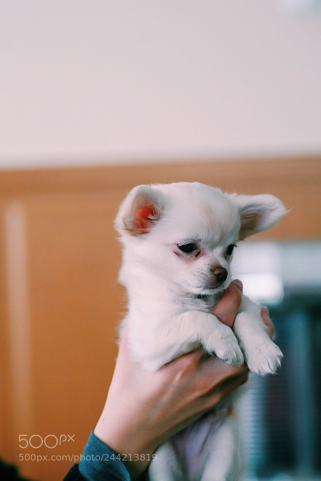 Sony a7R III sample photo. Dog photography