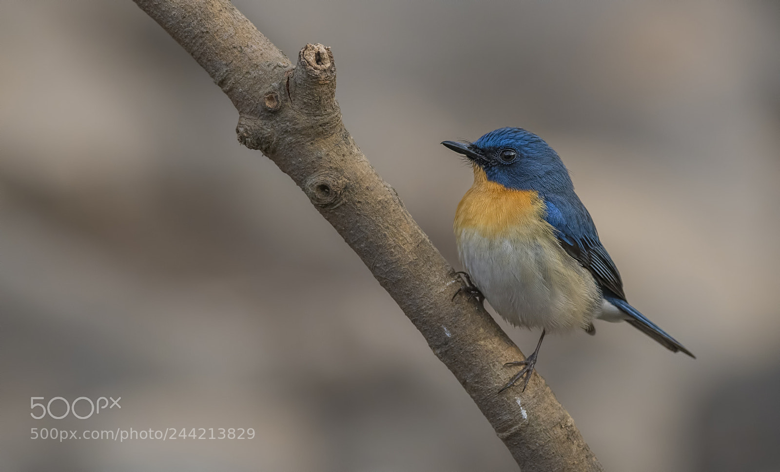 Nikon D500 sample photo. Tickell's blue flycatcher photography