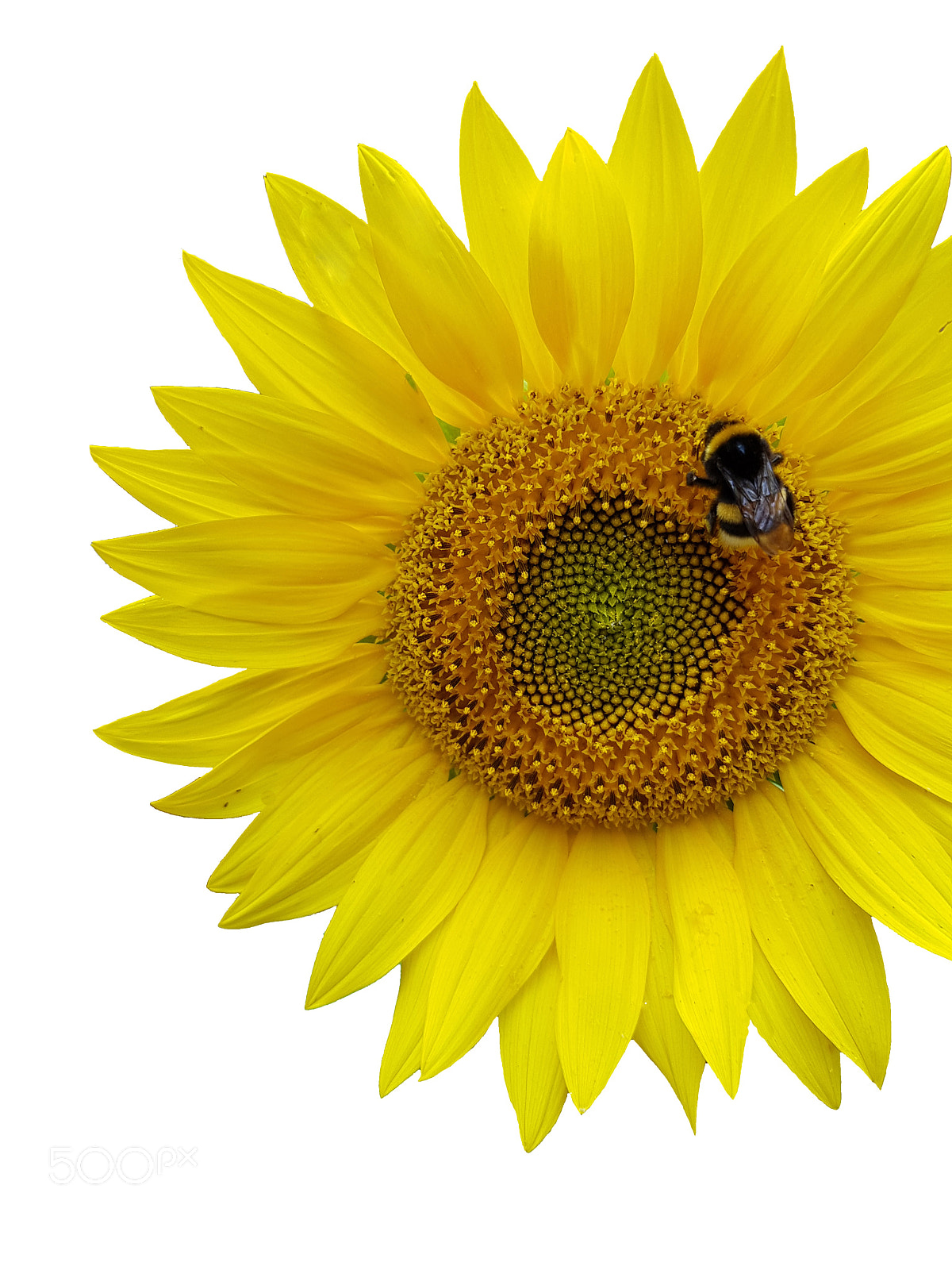 Samsung Galaxy S8 sample photo. Hummel on a yellow photography