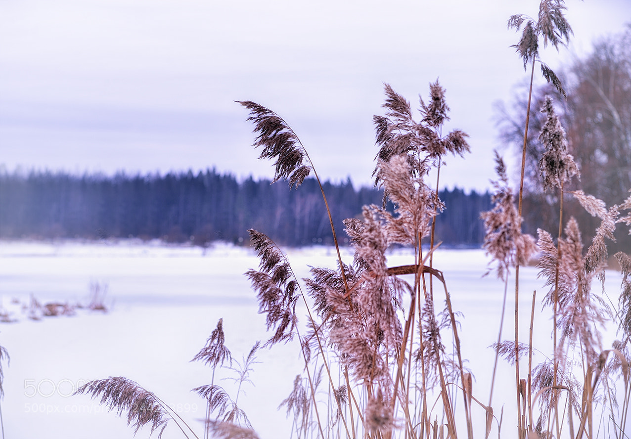 Nikon Df sample photo. Untitled photography