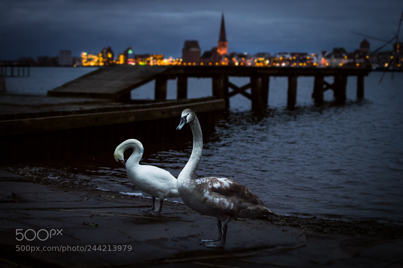 Nikon D3200 sample photo. Rostock schwäne photography