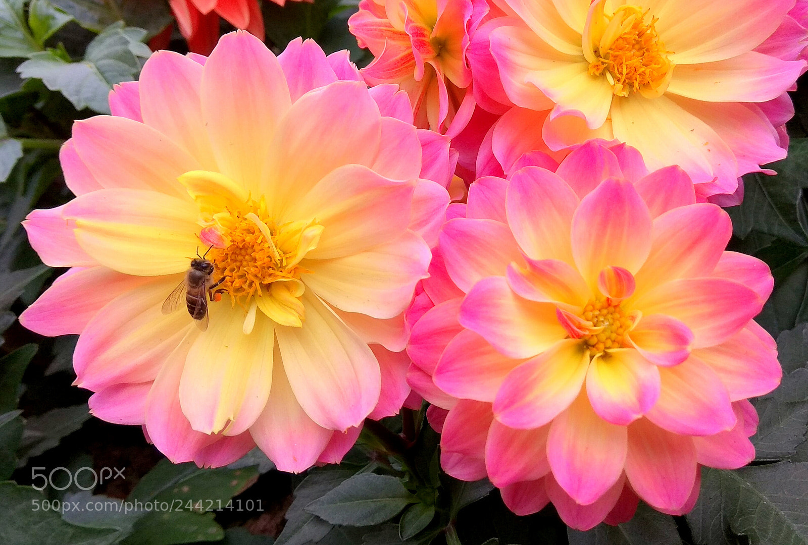 Xiaomi Redmi Note 4 sample photo. Irresistable colors photography