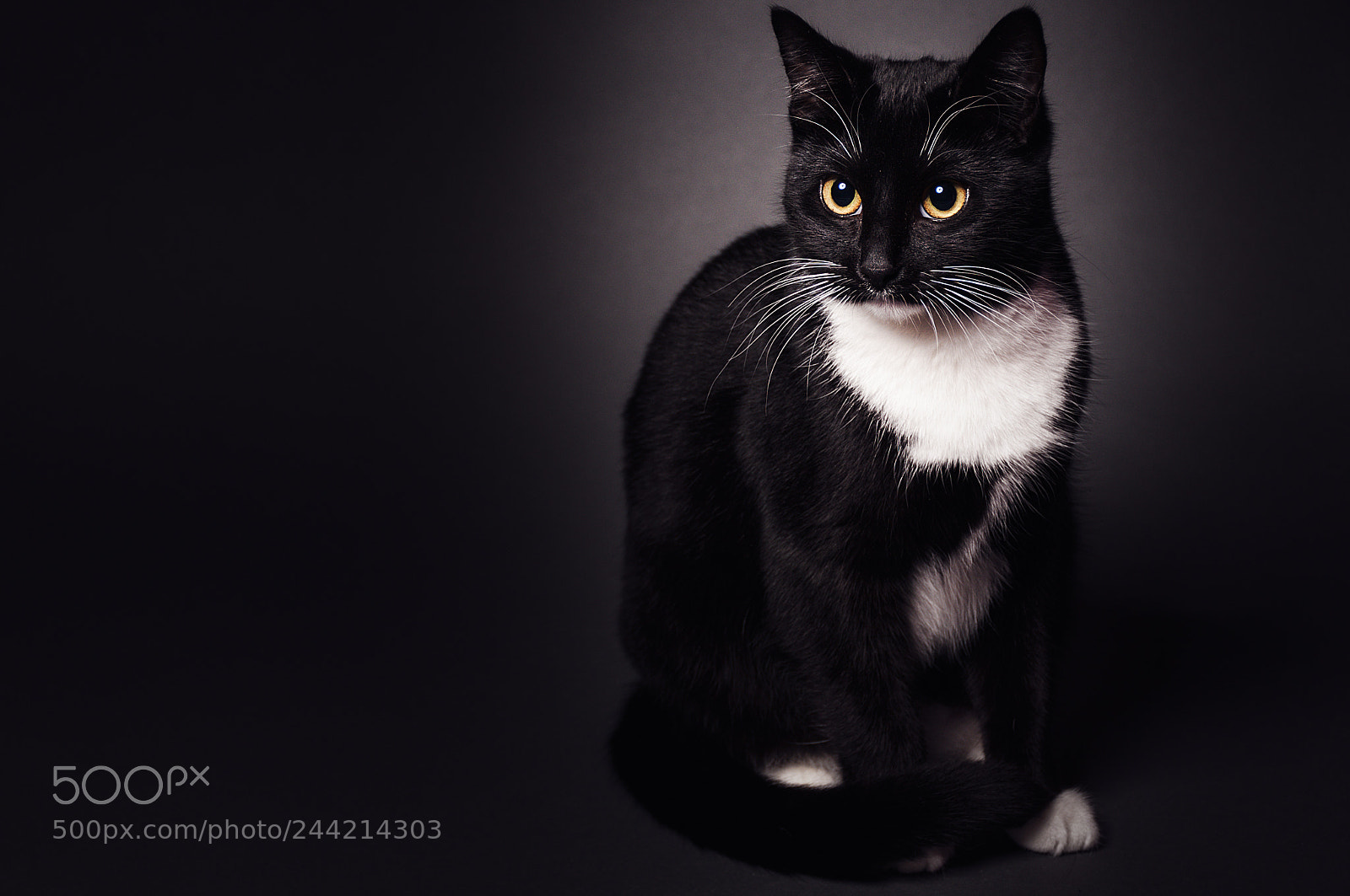 Nikon D300 sample photo. Chat photography