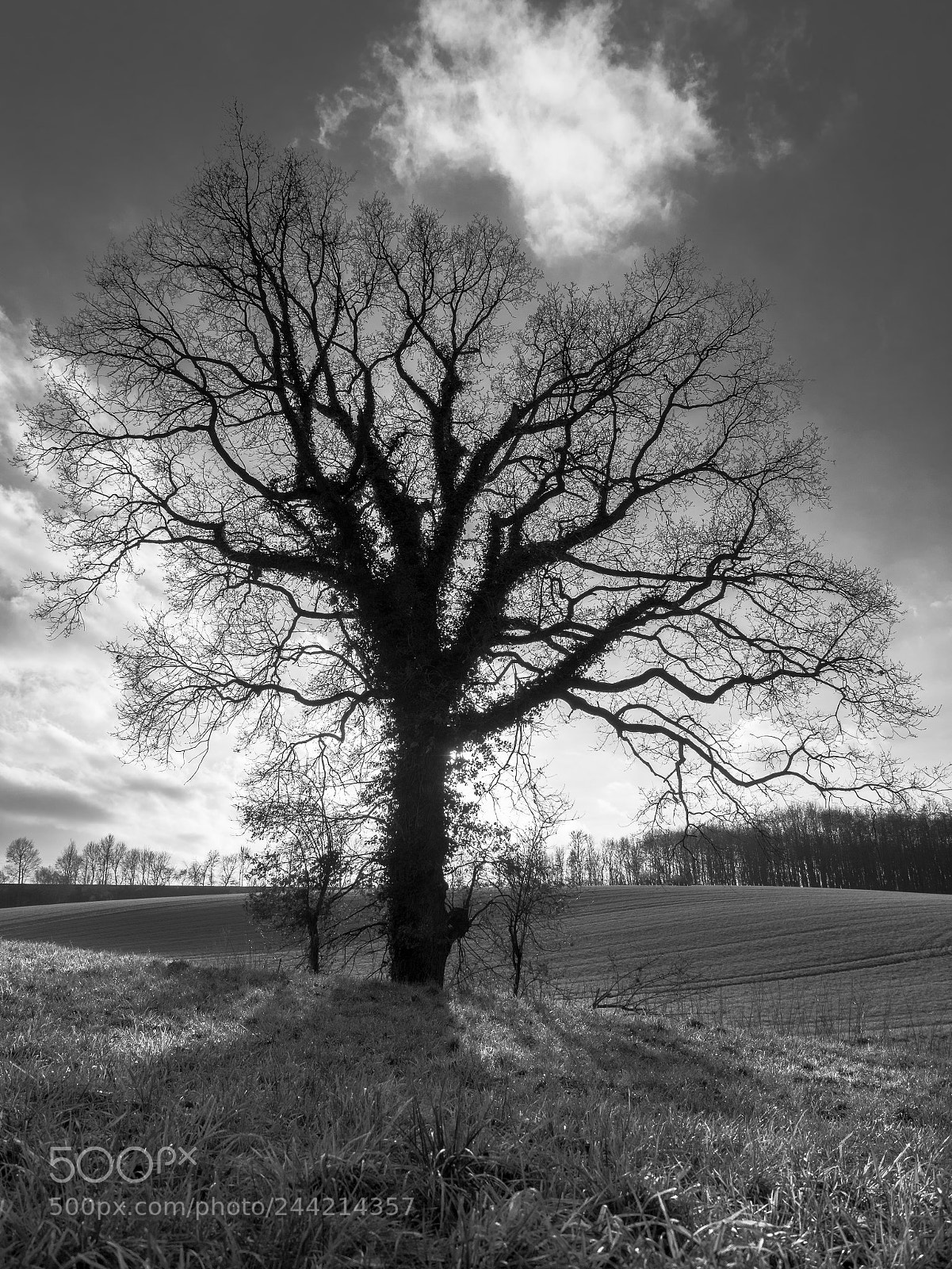 Panasonic Lumix DC-G9 sample photo. Three trees photography