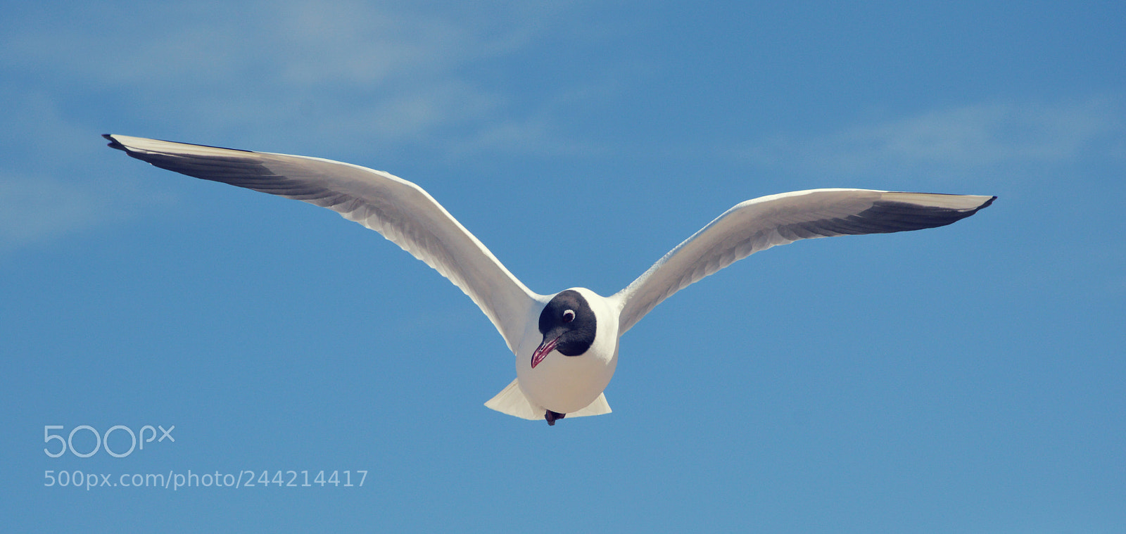 Nikon D3200 sample photo. Möwe im flug photography