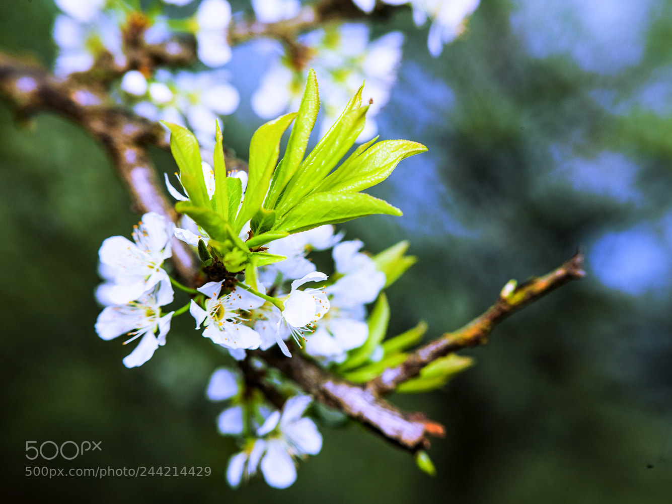Canon EOS-1Ds Mark III sample photo. 2225352.jpg photography