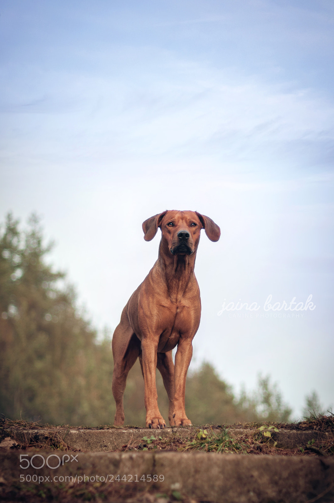 Nikon D90 sample photo. On the guard photography