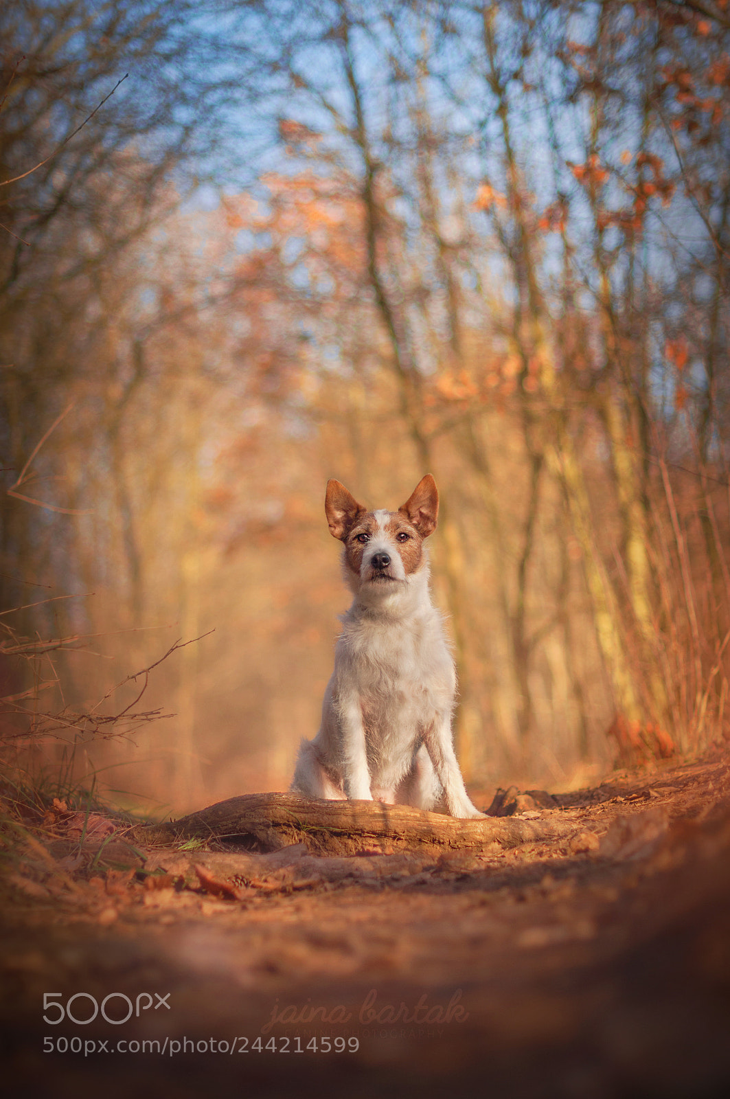 Nikon D90 sample photo. Lord of the forest photography