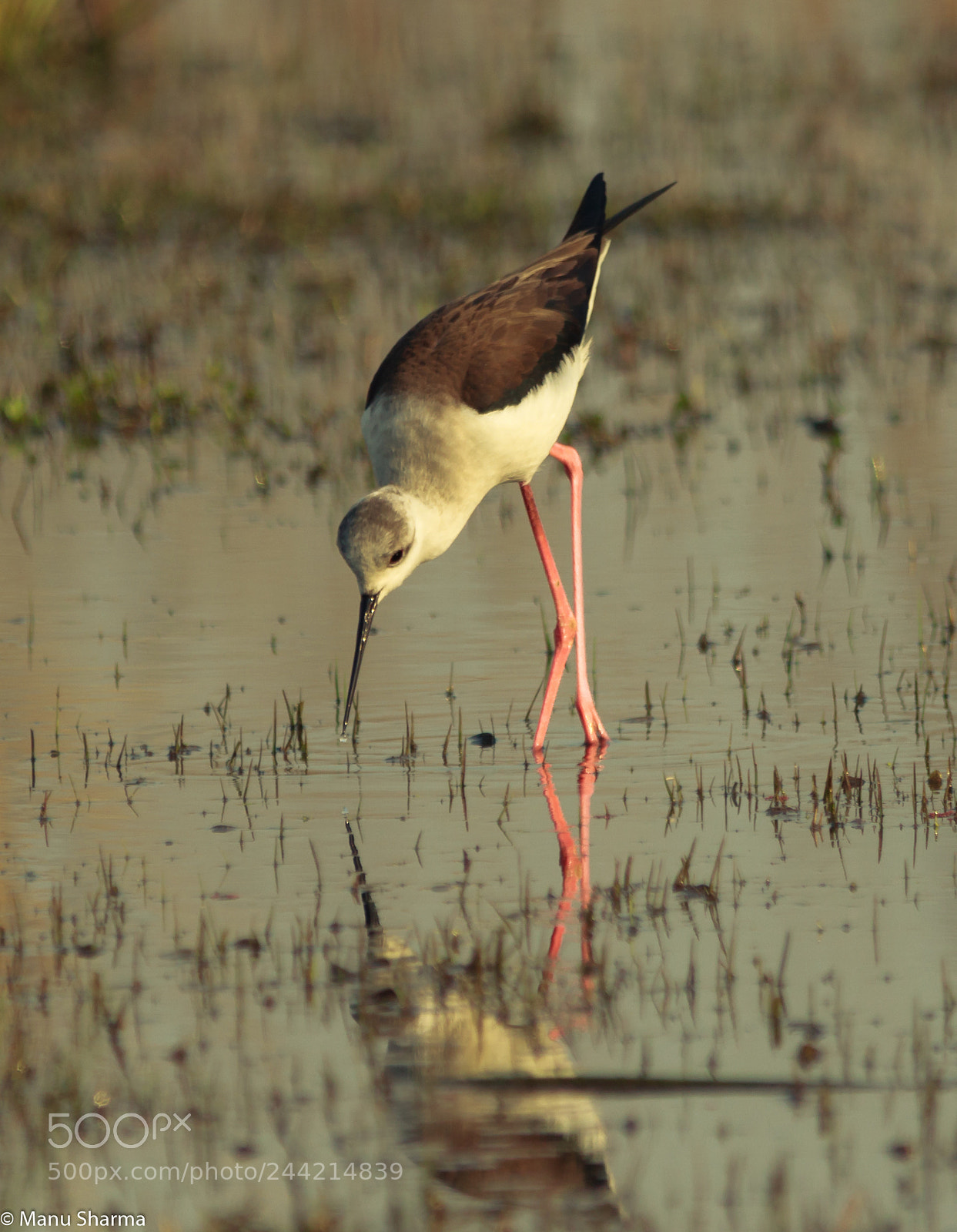 Canon EOS 550D (EOS Rebel T2i / EOS Kiss X4) sample photo. Black winged stilt.. with photography