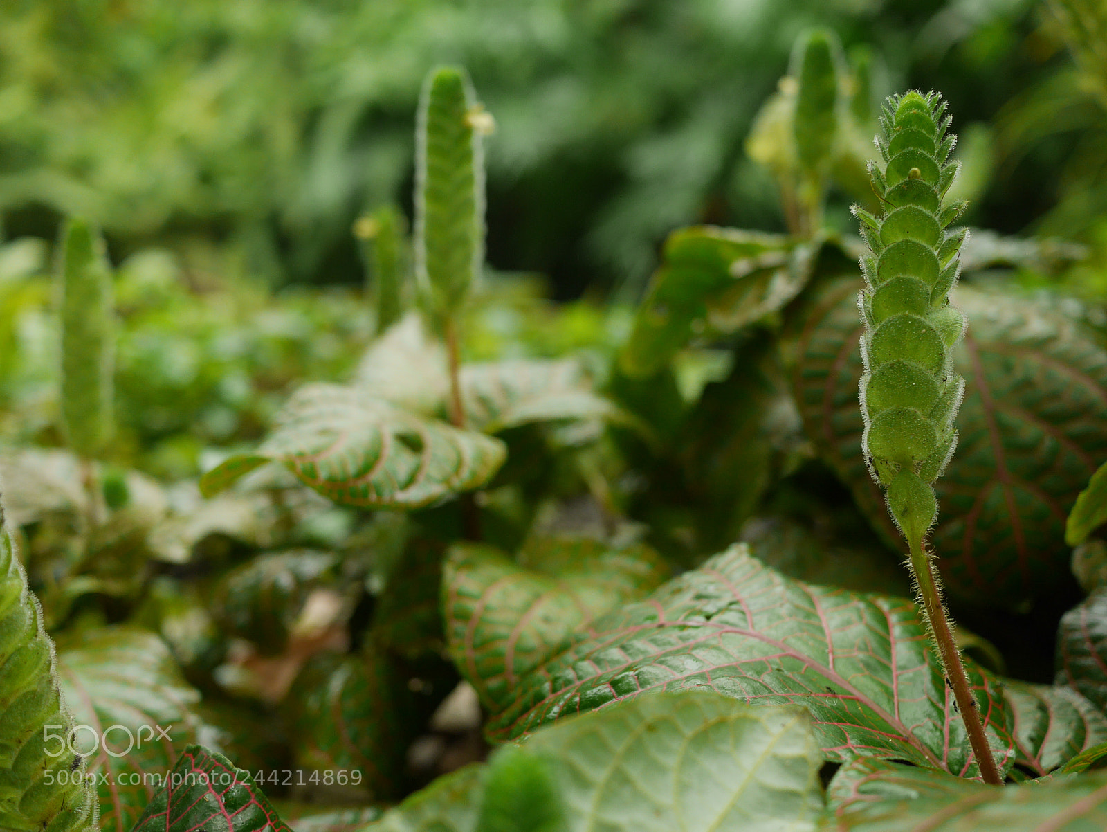 Panasonic Lumix DMC-GX7 sample photo. Eden project photography