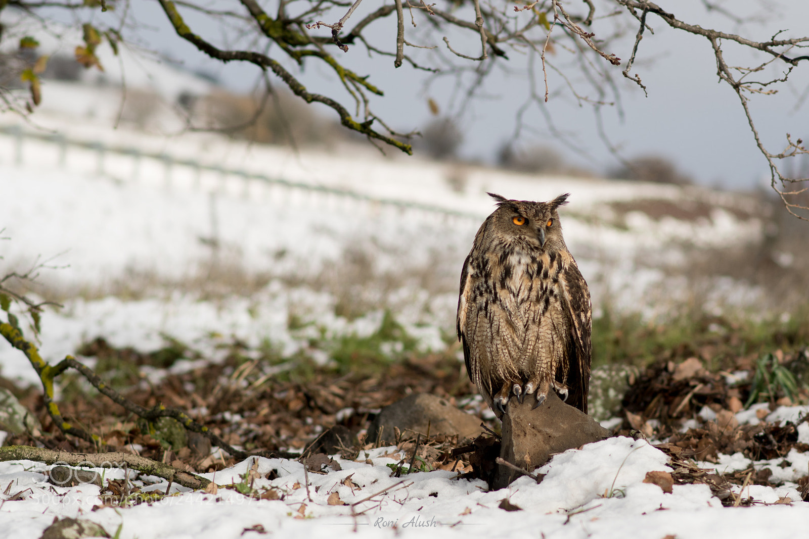 Nikon D500 sample photo. The eagle owl photography