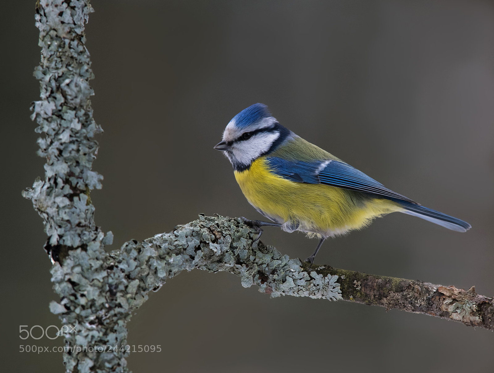 Nikon D850 sample photo. Blue tit photography