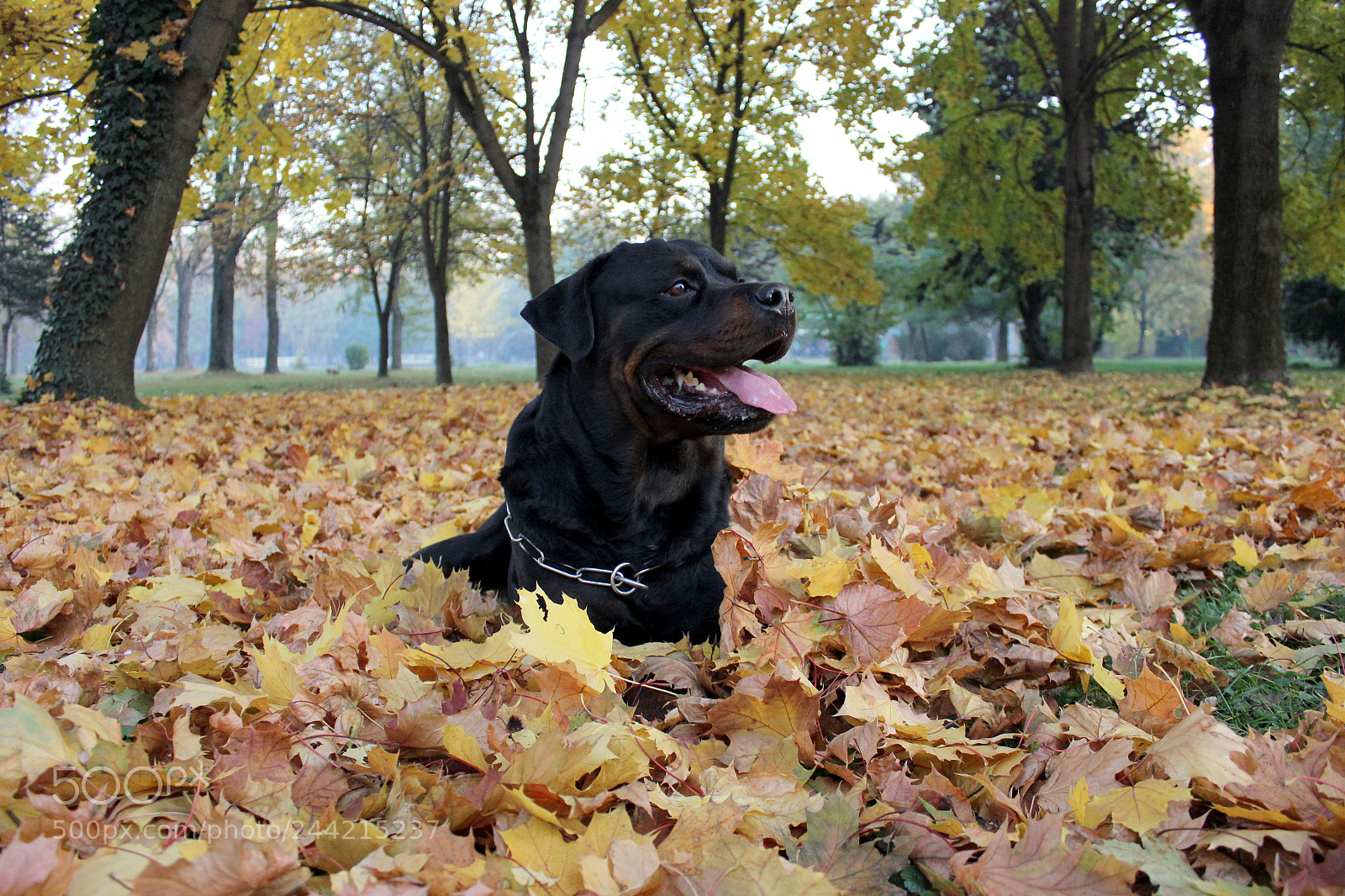 Canon EOS 550D (EOS Rebel T2i / EOS Kiss X4) sample photo. Rottweiler resting on autumn photography