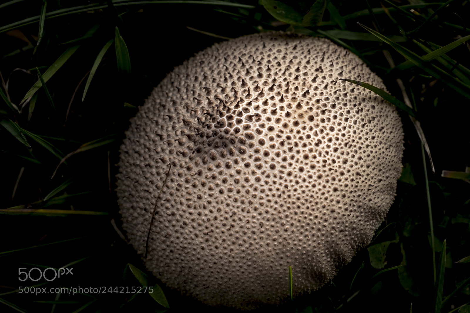 Canon EOS 77D (EOS 9000D / EOS 770D) sample photo. Mushroom love photography
