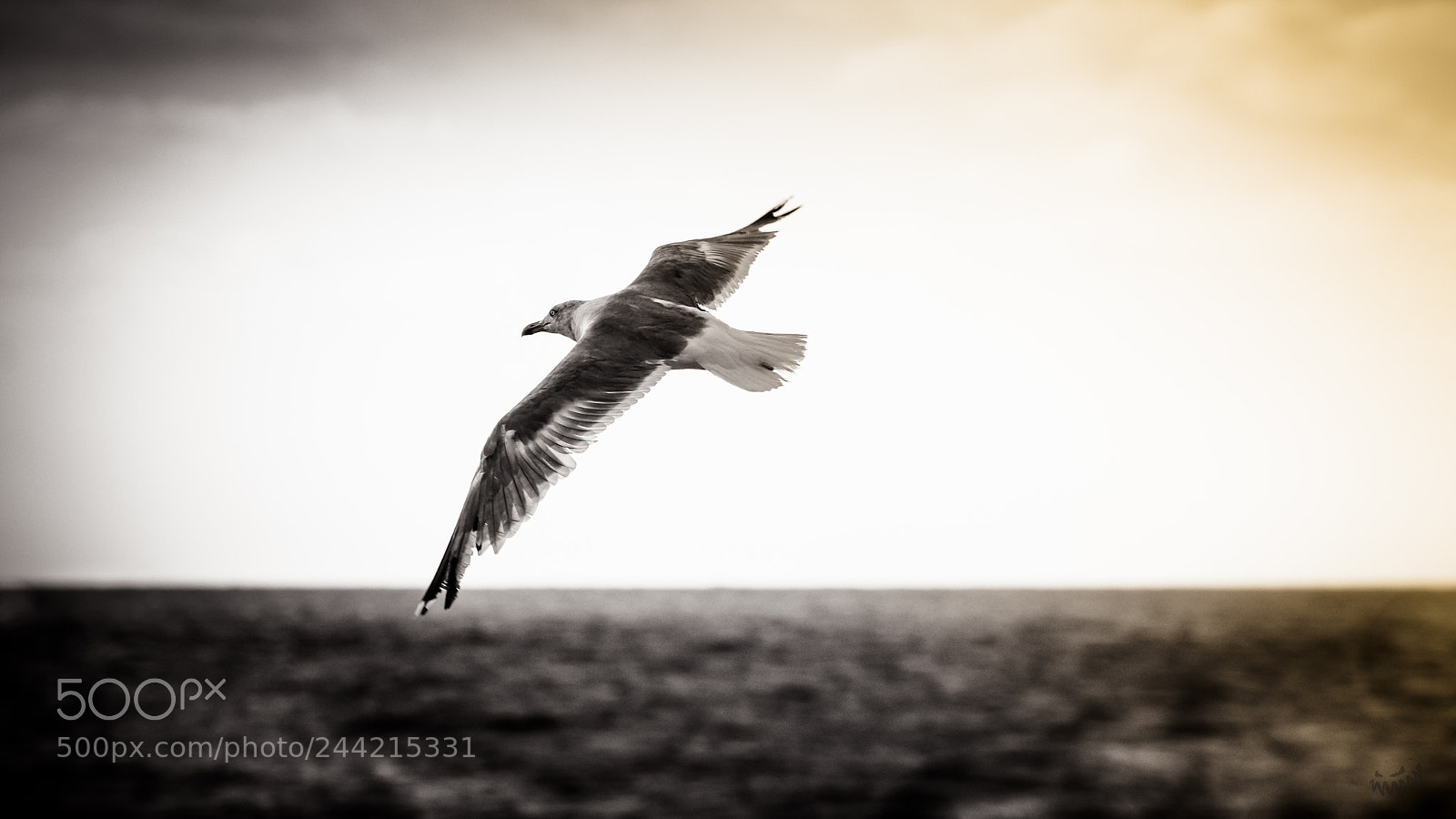 Sony SLT-A77 sample photo. .  seagull  . photography
