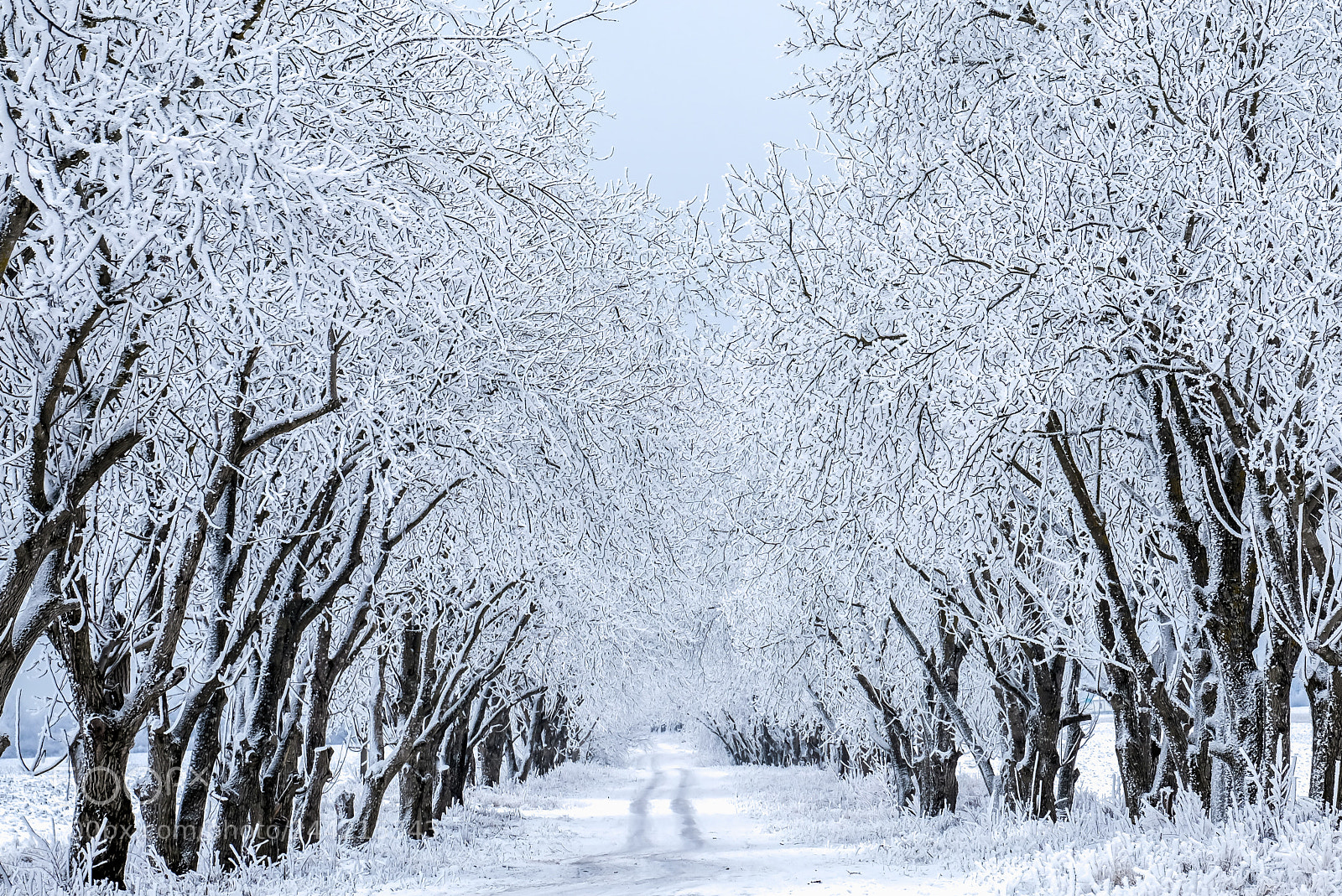 Fujifilm X-T20 sample photo. Winter photography