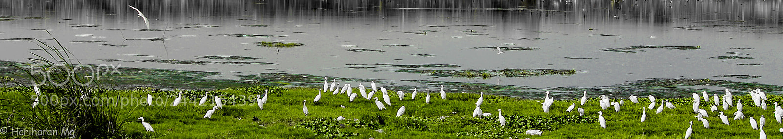 Canon EOS 1100D (EOS Rebel T3 / EOS Kiss X50) sample photo. Bird watch marsh lands photography