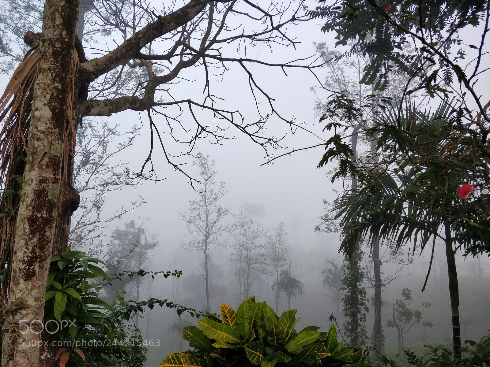 OnePlus 5T sample photo. Mist photography