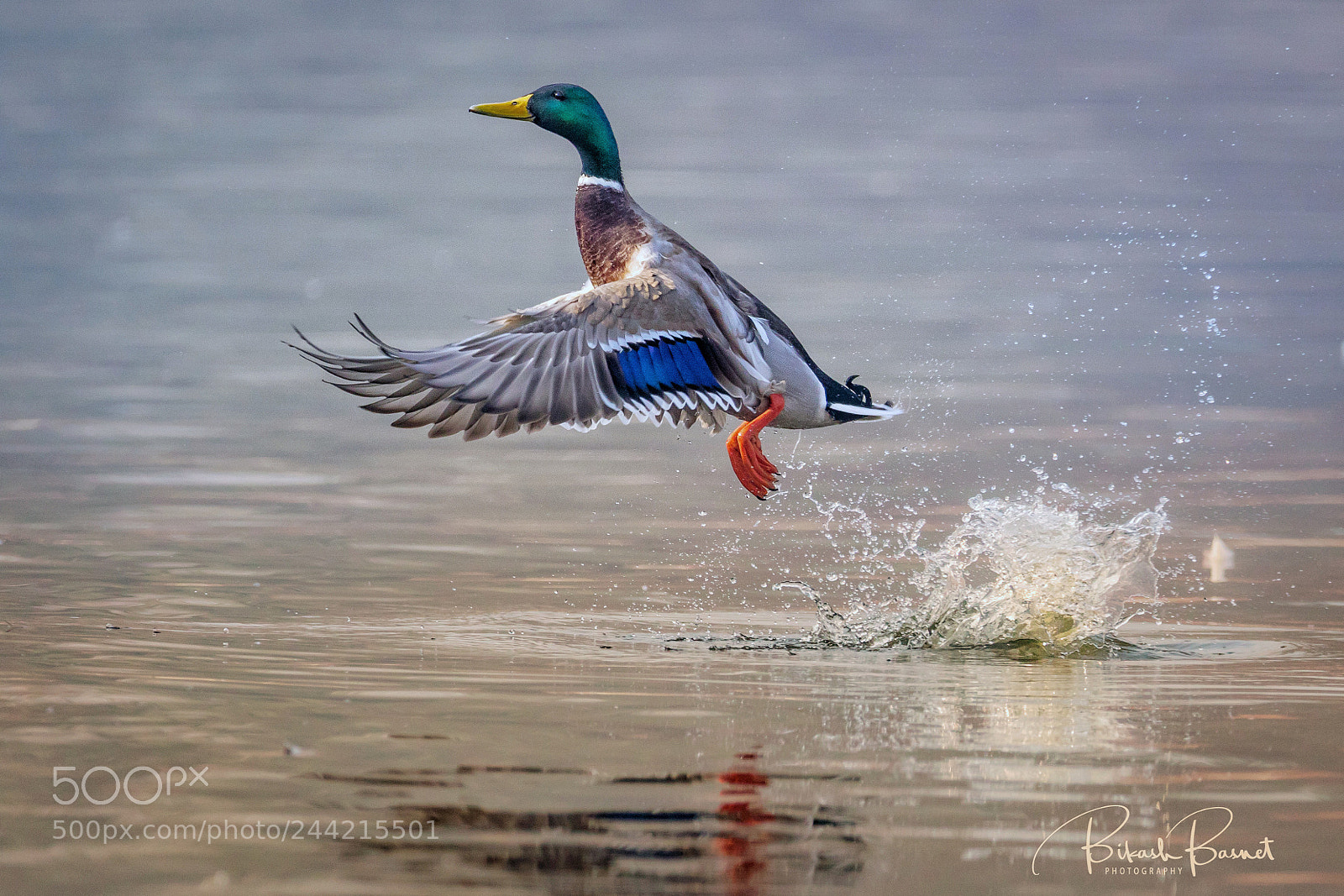 Canon EOS 7D Mark II sample photo. Take off photography