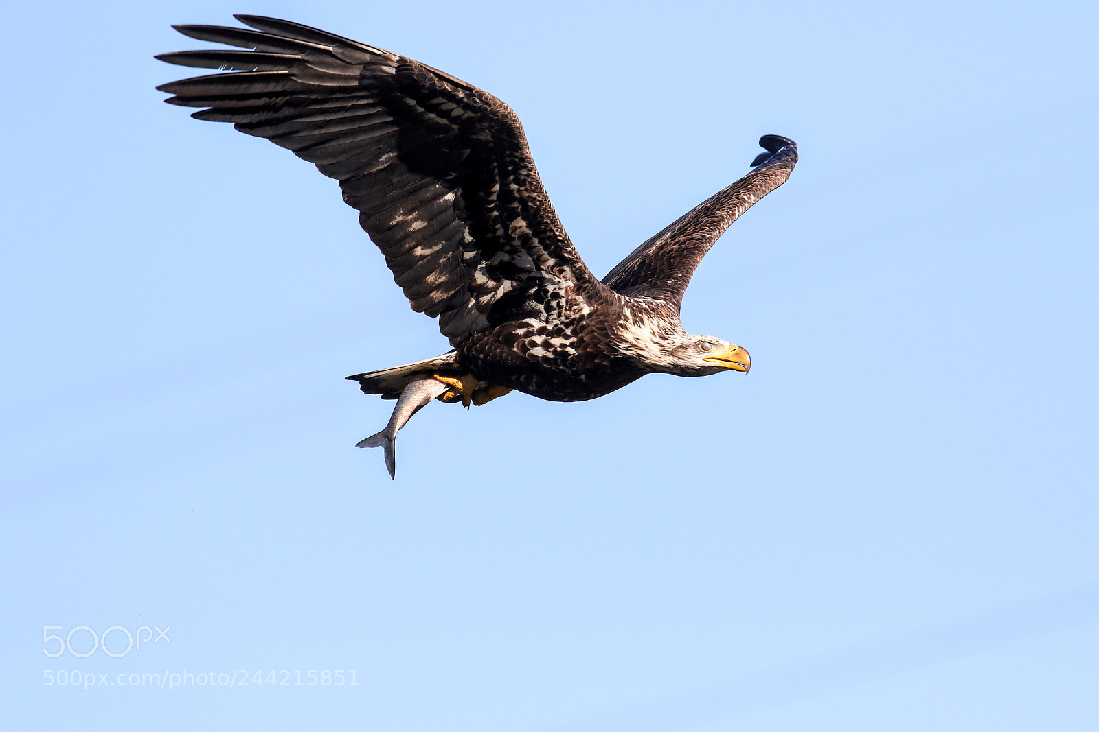 Canon EOS 7D Mark II sample photo. Untitled photography