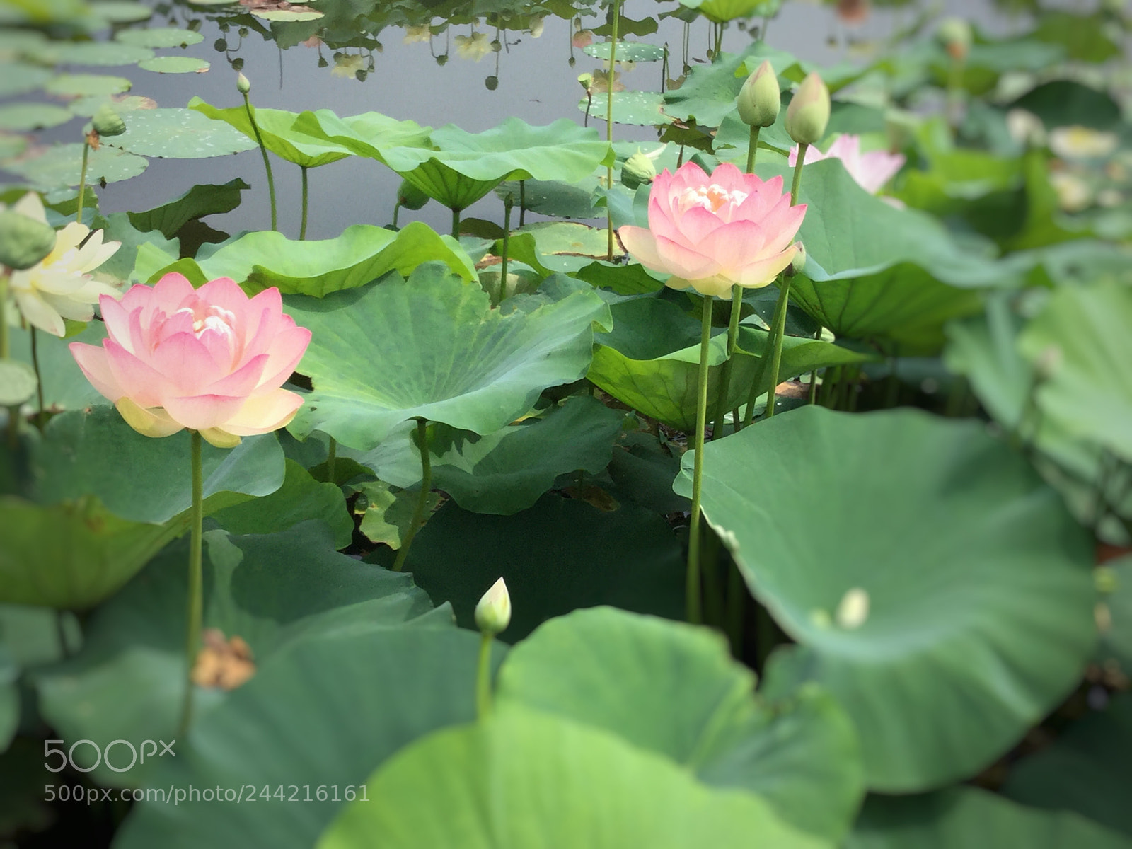 Apple iPad Air 2 sample photo. Untitled photography