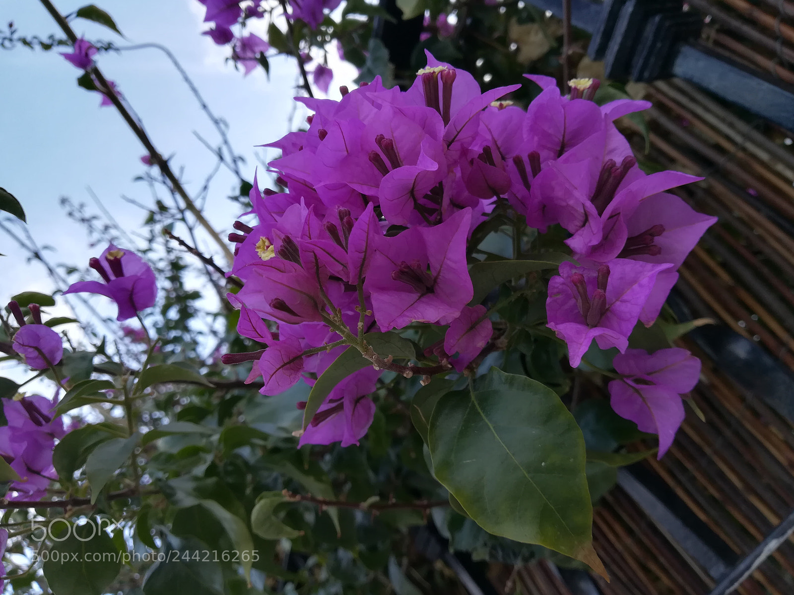 HUAWEI PRA-LX1 sample photo. Untitled photography