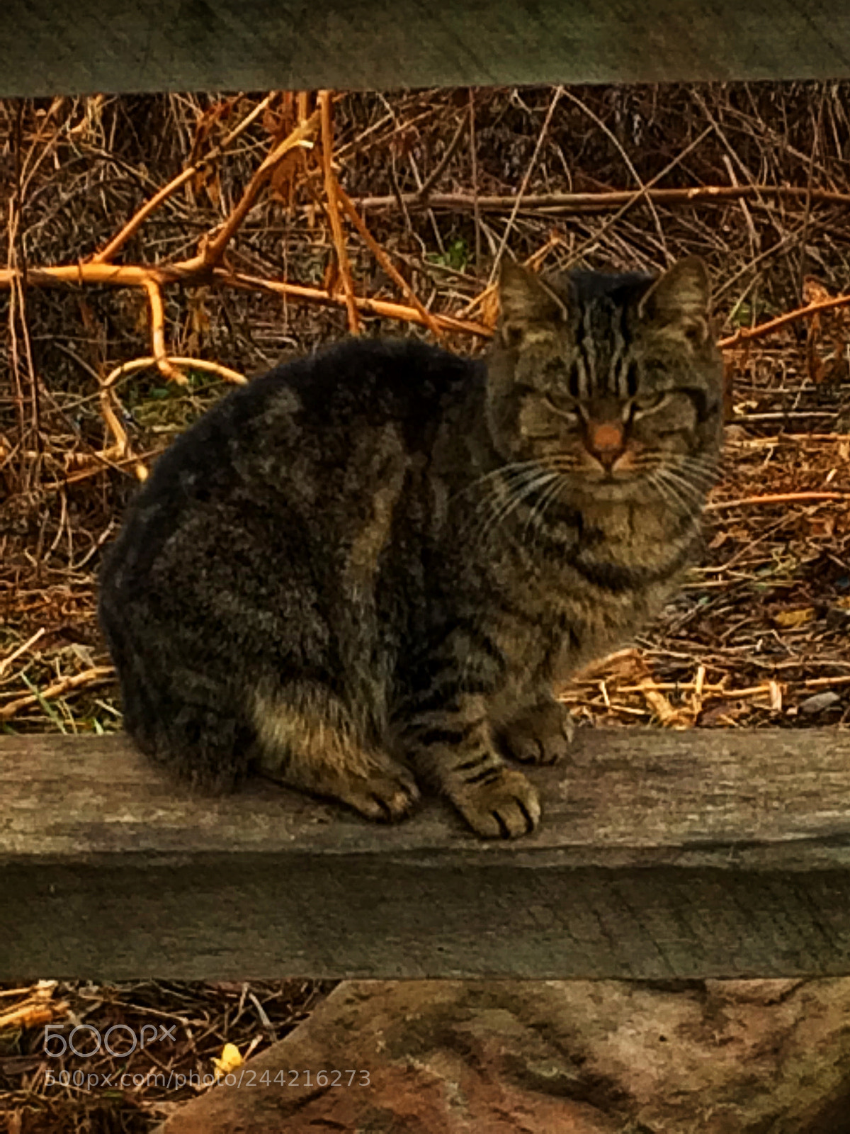 Apple iPhone 5s sample photo. Feral cat photography
