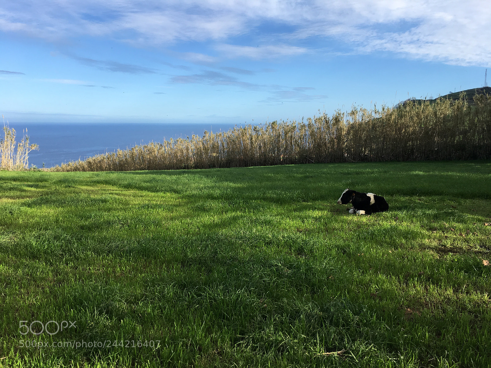 Apple iPhone 6s Plus sample photo. The cow photography