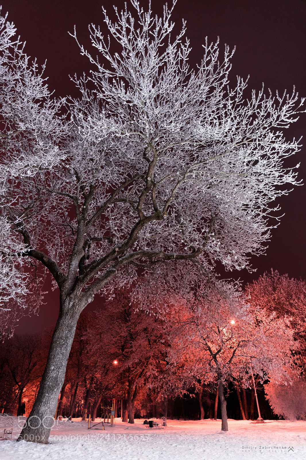 Canon EOS 6D Mark II sample photo. Red winter photography