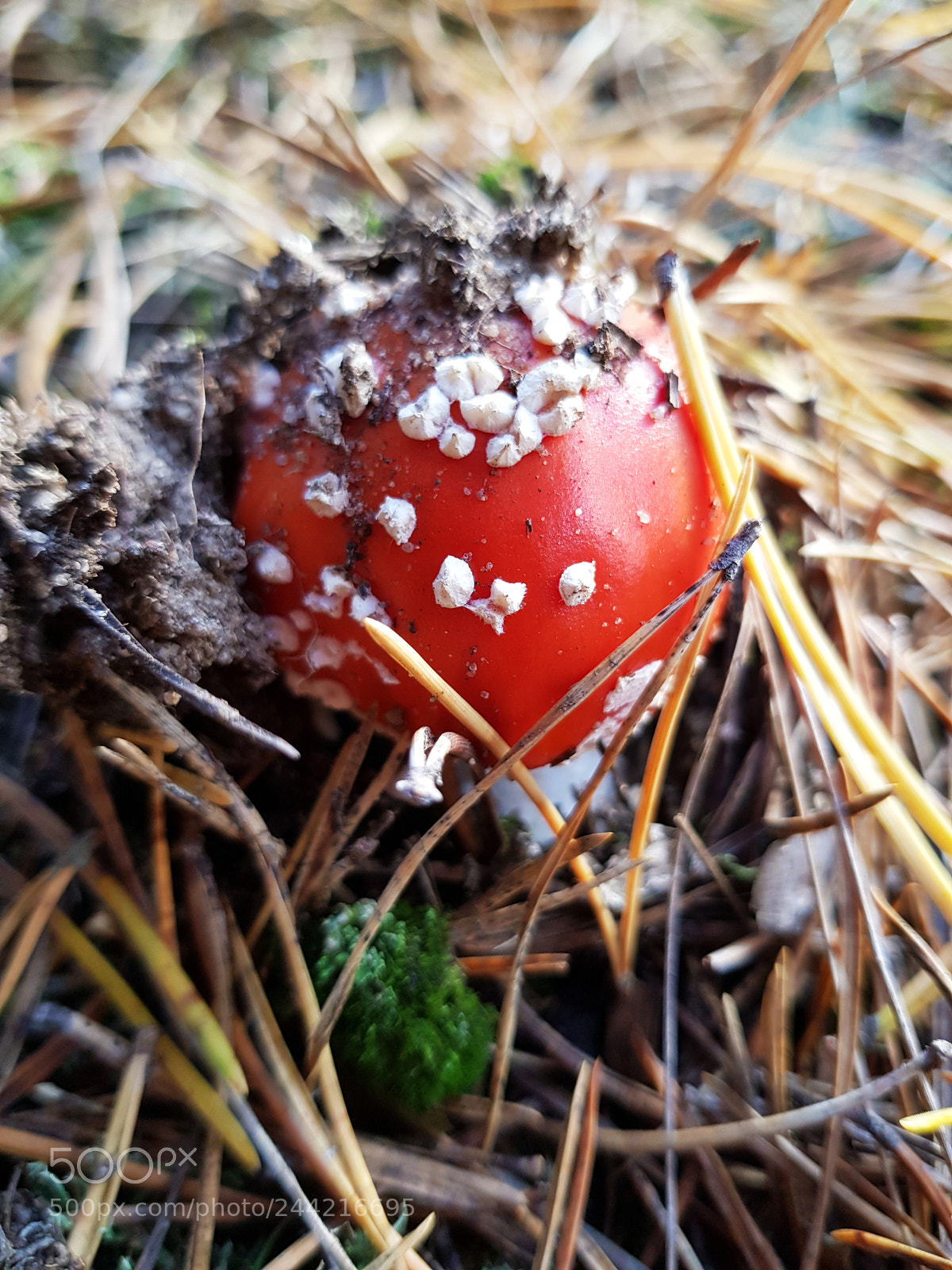 Samsung Galaxy S8 sample photo. Fly mushroom in the photography