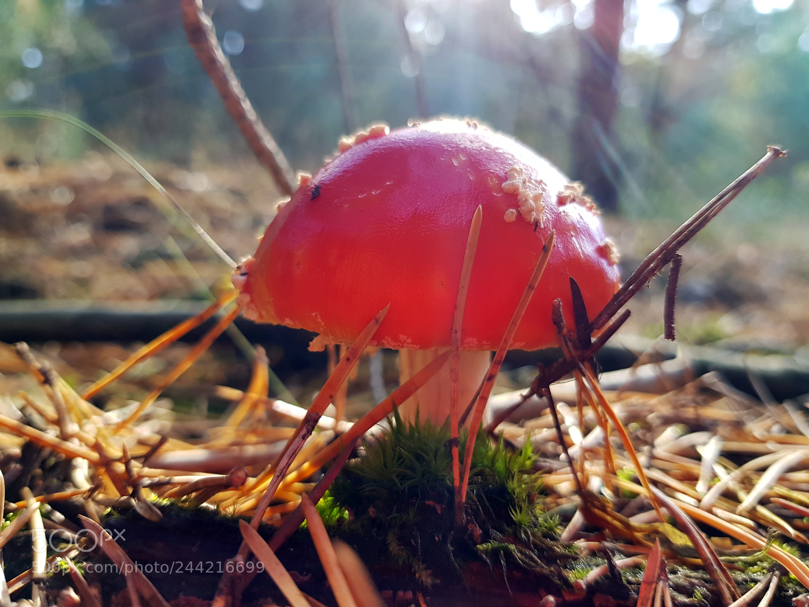 Samsung Galaxy S8 sample photo. Fly mushroom in the photography