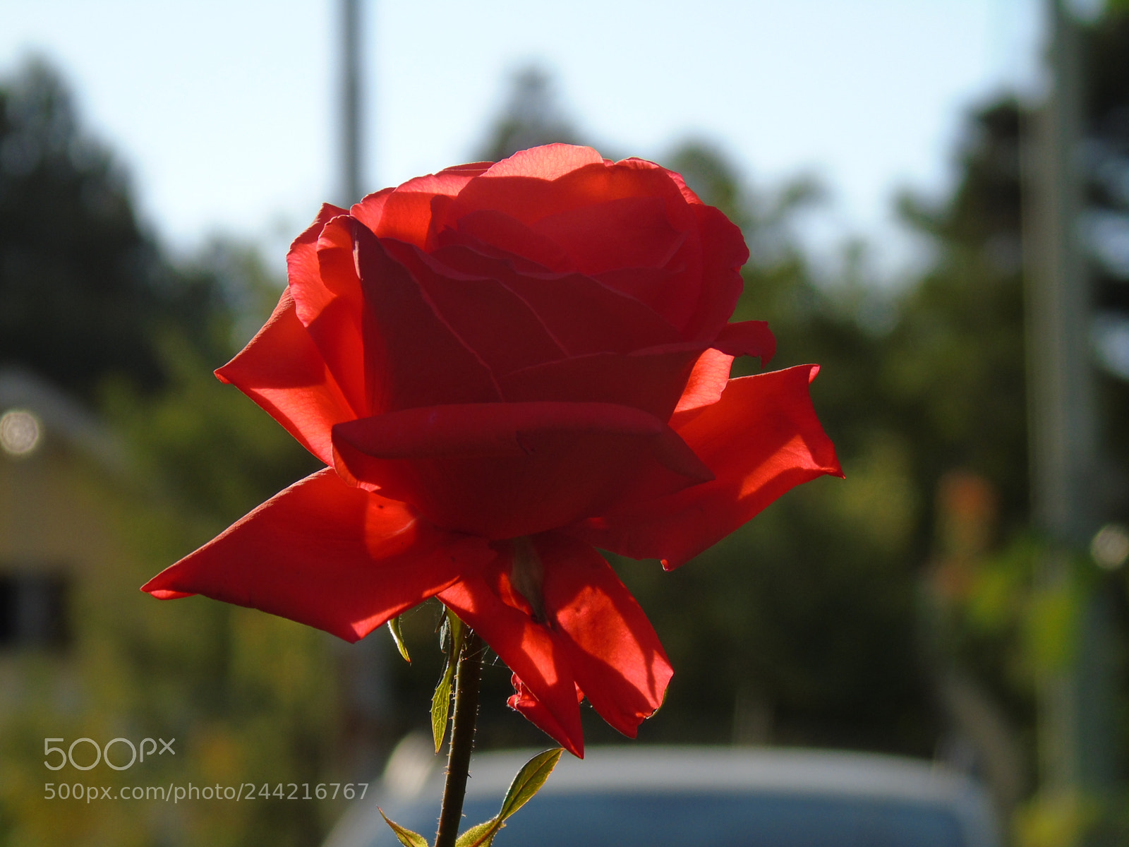Sony Cyber-shot DSC-H400 sample photo. Red rose photography