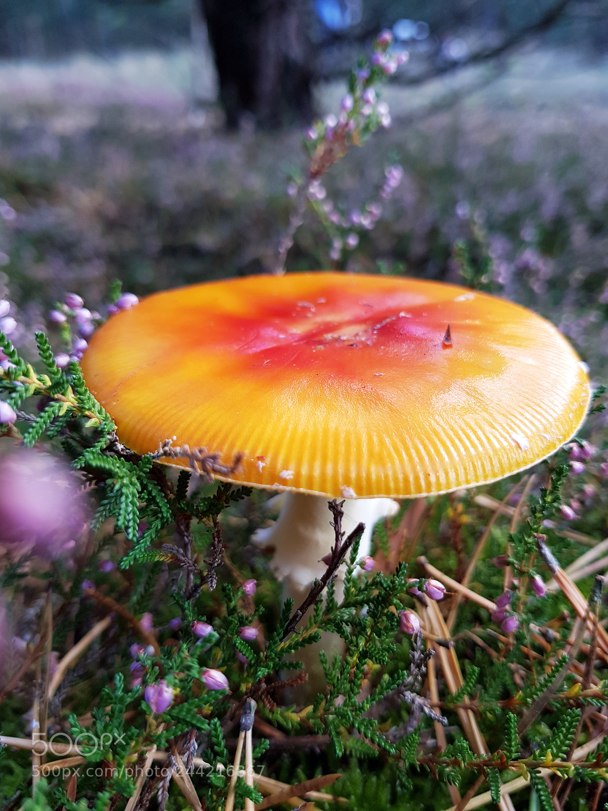 Samsung Galaxy S8 sample photo. Fly mushroom in the photography