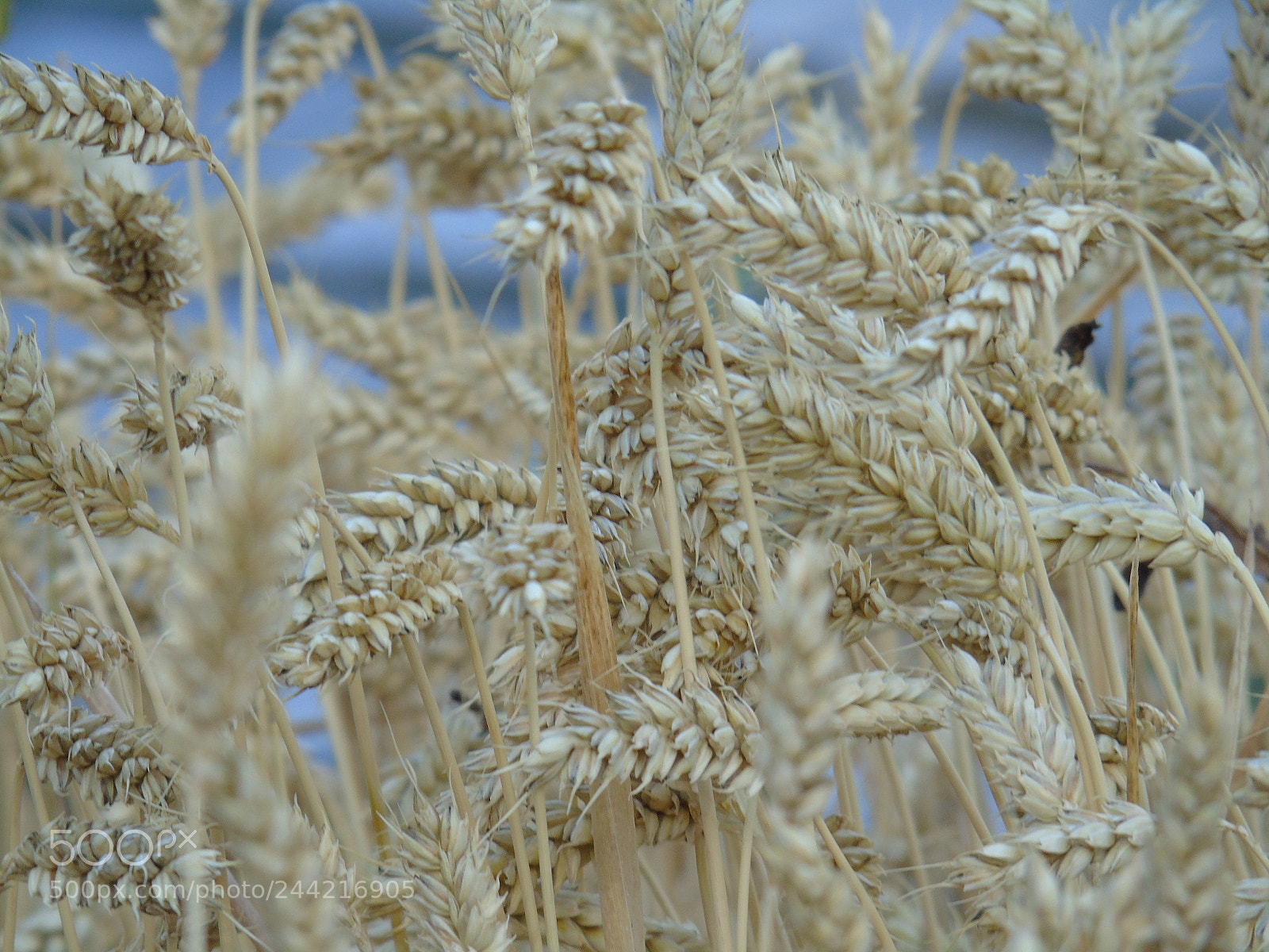 Sony Cyber-shot DSC-H400 sample photo. Beautiful background photography