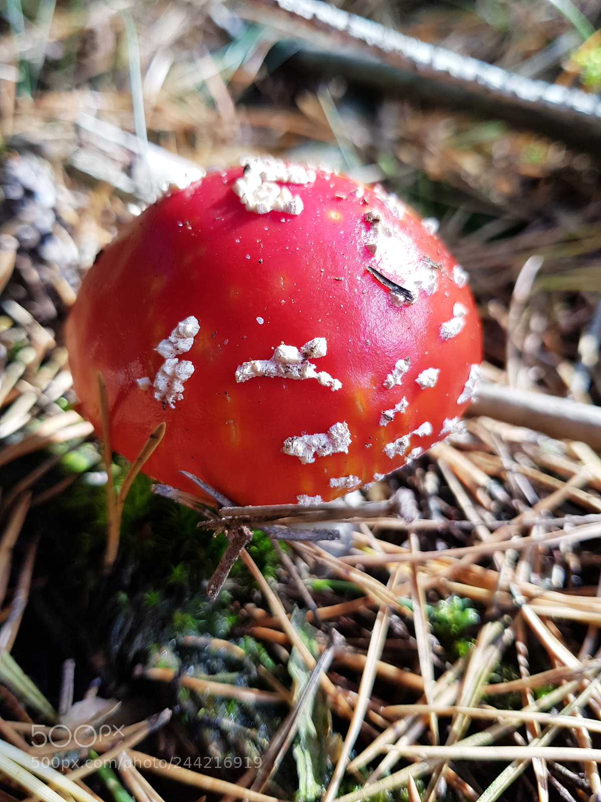Samsung Galaxy S8 sample photo. Fly mushroom in the photography