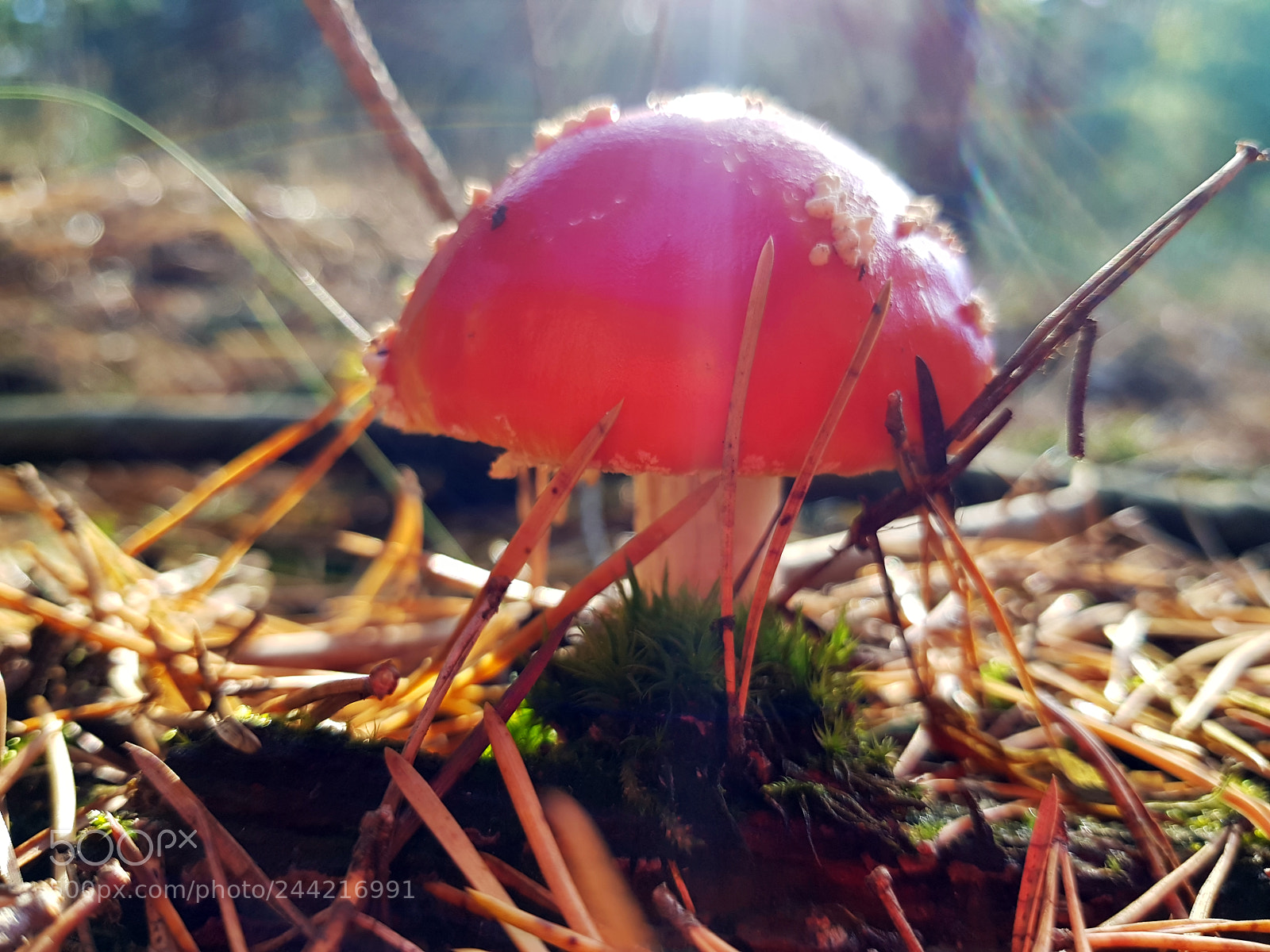 Samsung Galaxy S8 sample photo. Fly mushroom in the photography