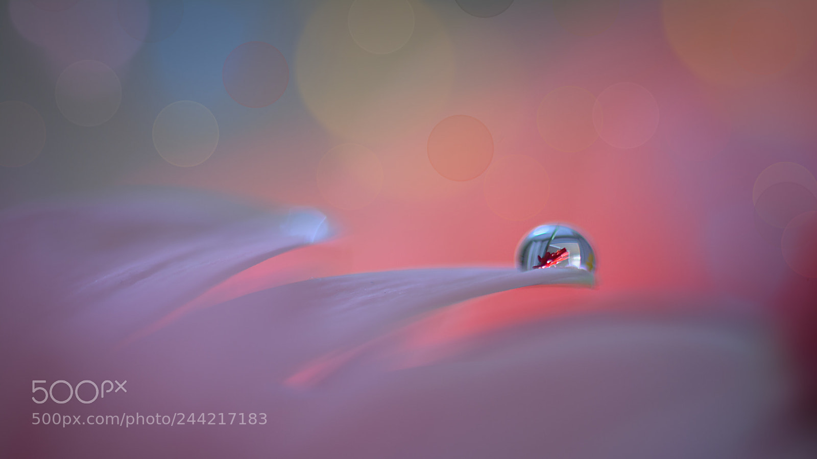 Nikon D7100 sample photo. World of the drops photography