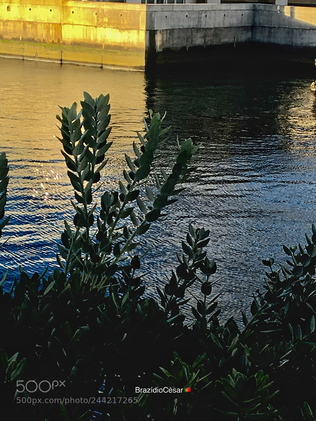 Apple iPhone 6s sample photo. Untitled photography
