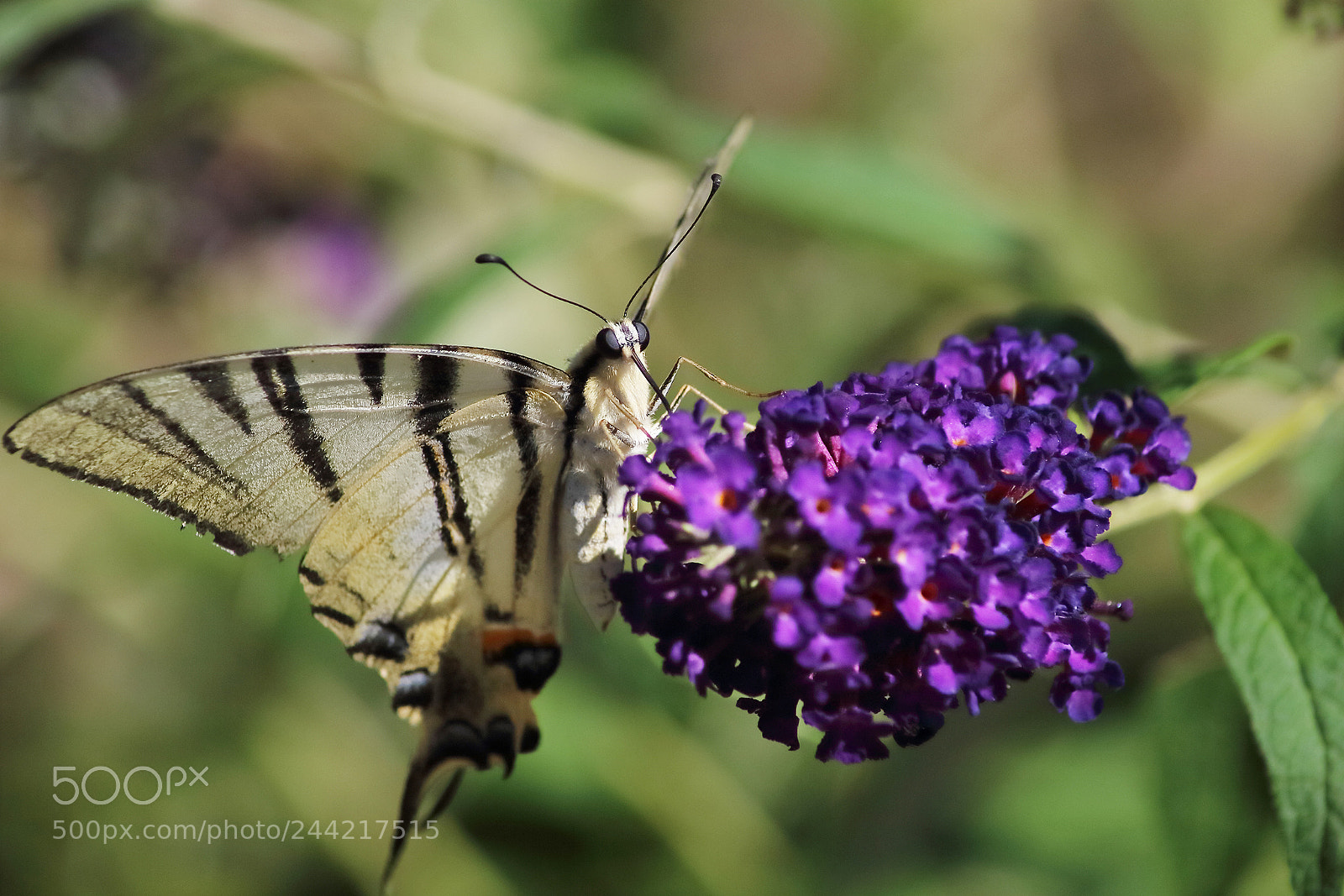 Canon EOS 100D (EOS Rebel SL1 / EOS Kiss X7) sample photo. Butterfly photography