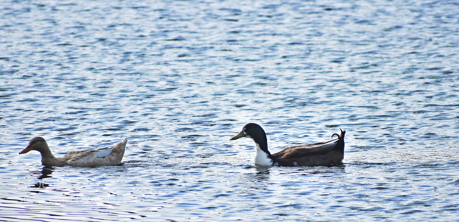 Nikon D3400 sample photo. Dsc photography