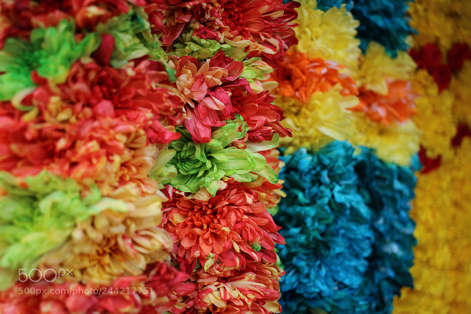Canon EOS 100D (EOS Rebel SL1 / EOS Kiss X7) sample photo. Bokeh of flowers in photography