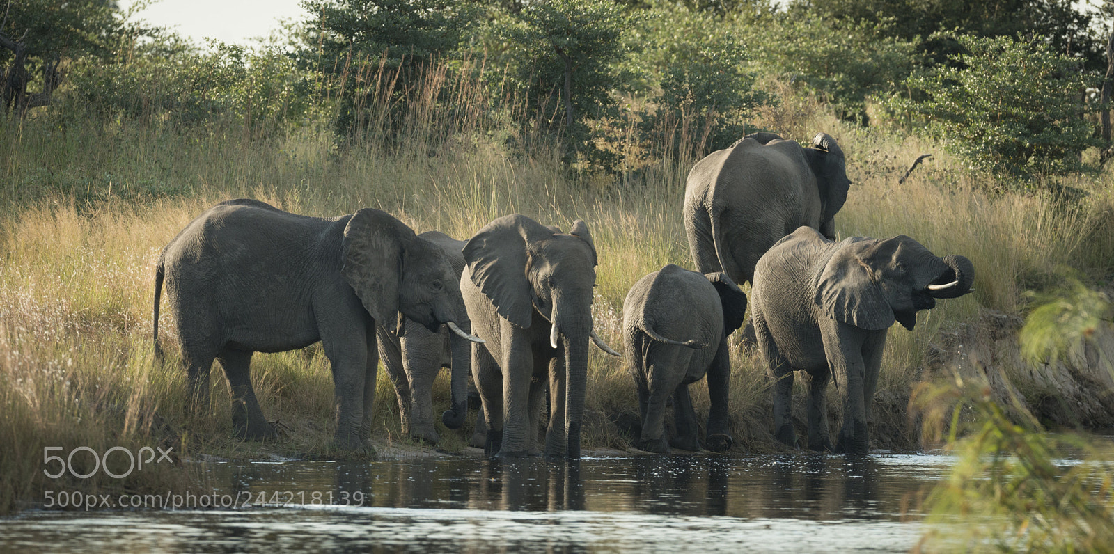 Nikon D800 sample photo. Caprivi evening photography
