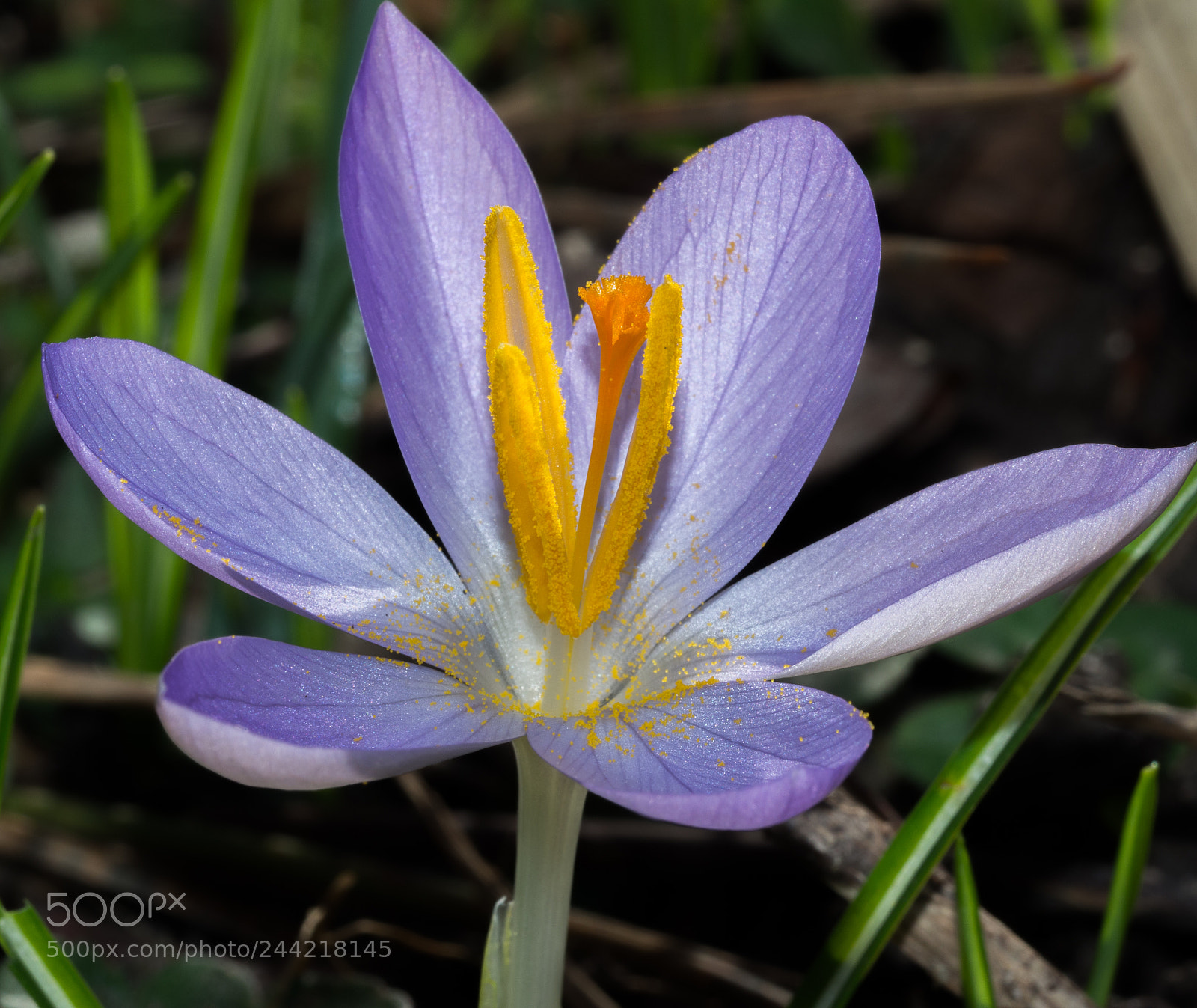 Olympus OM-D E-M10 II sample photo. Foretaste of spring photography
